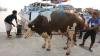 Idul Adha, Polres Agam Potong 5 Sapi dan Bagikan 500 Kantong Daging