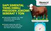 Infografis Presiden Jokowi Beli Sapi Simental Seberat 1 Ton dari Peternak di Lembang