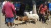 Pedagang Kambing di Solo Sumringah, Penjualan Naik Tajam Jelang Idul Adha 