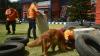 Aksi Anjing Pelacak Mencari Korban Bencana Alam - Bagian 2
