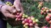 1 Ton Kopi Mulia Khas Puncak Jaya Disiapkan Jadi Oleh-Oleh PON XX Papua