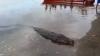 Buaya 3 Meter Mati Ditombak, Sering Muncul dan Pernah Mangsa Warga 