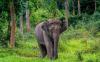 Cari Buah di Hutan, Pria di Aceh Nyaris Tewas Diinjak Gajah