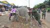 BKSDA Evakuasi Anak Gajah Korban Jerat Pemburu di Jambi