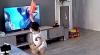 Balita Ini Hancurkan TV saat Nonton Ultraman, Bantu Superhero yang Diserang Monster