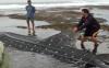 Dalam Dua Bulan, 4 Hiu Tutul Terdampar di Pantai Selatan Pangandaran, 1 Ekor Mati