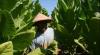 Hasil Panen Bagus, Petani Tembakau di Kendal Semringah 