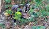 Blora Gempar, Mayat Perempuan Tanpa Busana Ditemukan Membusuk di Hutan