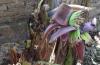 Unik, Pohon Pisang Berbuah dari Batang yang Membusuk