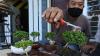 Warga Kampung Jember Kembangkan Wisata Bonsai - Bagian 1