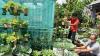 Urban Farming di Semarang Kembali Bergeliat setelah Terhenti karena PPKM - Bagian 2