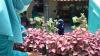 Urban Farming di Semarang Kembali Bergeliat setelah Terhenti karena PPKM - Bagian 4