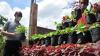 Urban Farming di Semarang Kembali Bergeliat setelah Terhenti karena PPKM