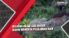 Video Viral Belasan Gajah Liar Masuk Kebun Warga di Pelalawan Riau
