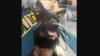 Kisah Anjing Heroik saat Tragedi Serangan Teroris 11/9 di WTC