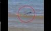 Viral Penampakan Buaya Berenang di Pantai Turki Kalsel