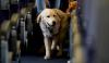 Tajir, Pria Ini Booking Semua Kursi Kelas Bisnis Pesawat untuk Anjing Peliharaan