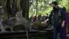 Erick Thohir Berikan Bantuan Pakan untuk 1.200 Kera Penghuni Monkey Forest - Bagian 2