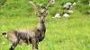 Peristiwa Langka, Kambing Bunuh Beruang di Kanada