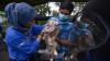 Kota Medan Masuk Daftar Tertinggi Penularan Rabies, 100 Hewan Divaksinasi Gratis - Bagian 2