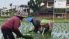 Petani Meruya Jakarta Barat Akan Panen 12,3 Ton Gabah
