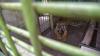 Penampakan Harimau Sumatera Kurus Memakan Rumput di Medan Zoo - Bagian 3