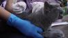 Melihat Reaksi Kucing-Kucing Disuntik Vaksin Rabies Bikin Gemas - Bagian 4