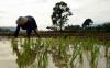Pupuk Subsidi Terbatas, Ini Saran Pemprov Jateng untuk Petani 