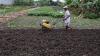 Petani Keluhkan Harga Pupuk yang Terus Naik - Bagian 1