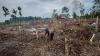 Tradisi Ngaduruk Suku Badui, Membersihkan Ladang dengan Dibakar - Bagian 1