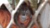 Populasi Orang Utan Sumatra Turun, Ini Data Terbaru Kemenhut
