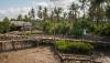 34.000 Hektare Mangrove Direhabilitasi hingga Akhir Tahun 2021 - Bagian 2