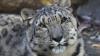 Macan Tutul Mati dengan Gejala Mirip Covid