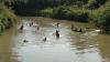 Kepleset saat Main di Jembatan, Bocah Perempuan di Mentawai Hilang Jatuh ke Sungai