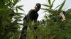 BNN Temukan 4 Hektare Lahan Ganja di Aceh Utara