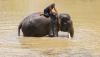 Begini Momen Pawang bersama Gajah di Taman Nasional Way Kambas - Bagian 3