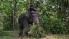 Begini Momen Pawang bersama Gajah di Taman Nasional Way Kambas - Bagian 1