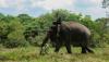Begini Momen Pawang bersama Gajah di Taman Nasional Way Kambas - Bagian 2