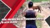 Video Viral Harimau Masuk Perkebunan Warga di Aceh Selatan