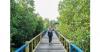 Indahnya Taman Wisata Mangrove Klawalu di Tanah Papua, Banyak Spot Instagramable