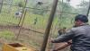 Dilepasliarkan, Ini Penghuni Baru di Taman Nasional Gunung Ciremai Majalengka