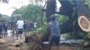 Pohon Tumbang Timpa Pengendara Motor di Gowa, 1 Tewas 2 Luka-Luka