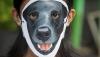 Aksi Keprihatinan terhadap Dugaan Penyiksaan Anjing Canon di Aceh - Bagian 3