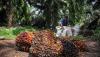 10 Provinsi Penghasil Kelapa Sawit di Indonesia, Nomor 4 Tempatnya Raja Minyak