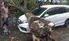 Selain Timpa Mobil, Pohon Tumbang Juga Terjadi di 10 Lokasi Ini 