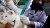 Masyarakat Mulai Peduli Vaksin Rabies Hewan Peliharaan - Bagian 2