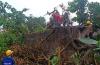 Angin Kencang Landa Gamping Sleman, Pohon dan Papan Nama Tumbang