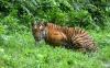Ngeri, Warga Inhil Tewas Diterkam Harimau saat Tebang Kayu di Hutan