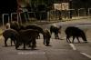 Babi Hutan Berkeliaran di Tengah Kota Serang Polisi Hong Kong hingga Terluka