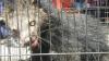 Binturong Masuk Kamar Mandi Warga, Damkar Payakumbuh Turun Tangan
